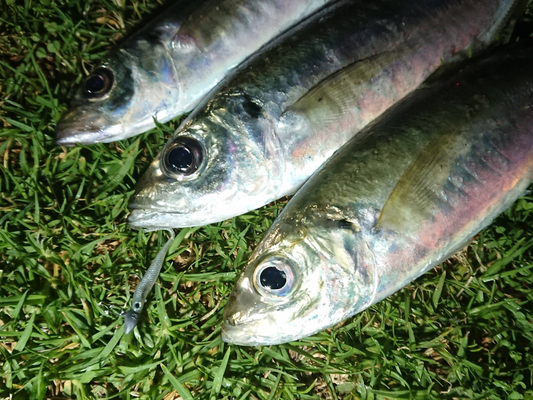 Ajing results: 3 Ajis at a night fishing session.