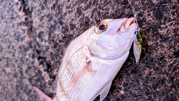 snapper lures