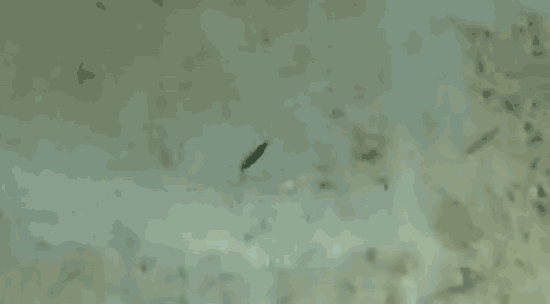 Little Jack Forma 勺子微型夹具