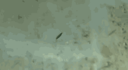 Little Jack Forma 勺子微型夹具