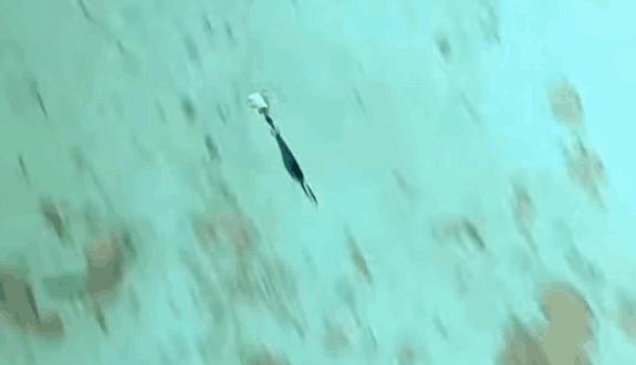 小杰克点燃的刀片金属夹具