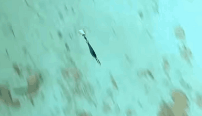 小杰克点燃的刀片金属夹具