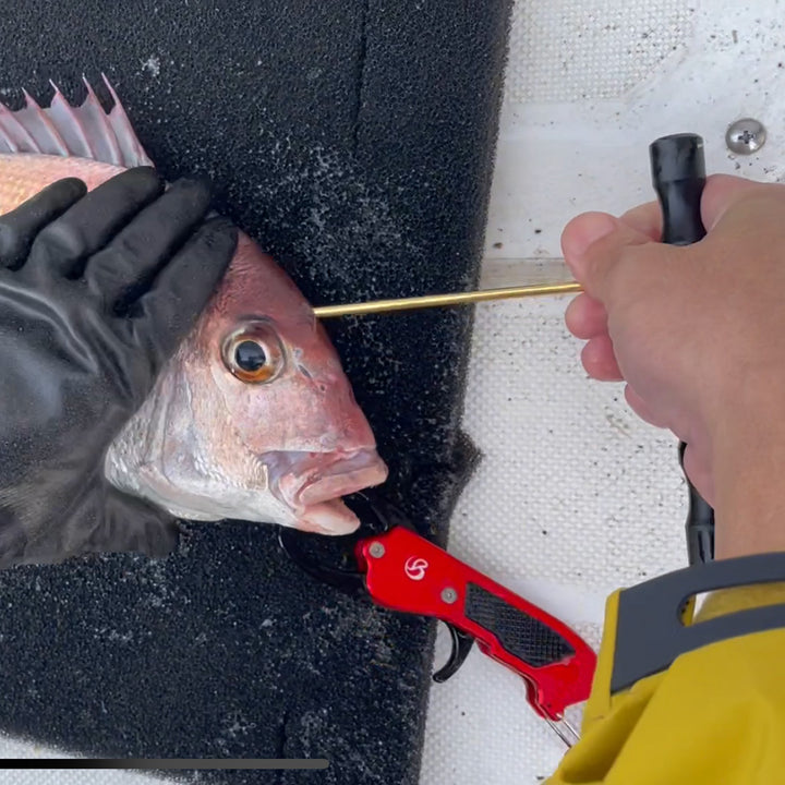 贝尔蒙特鱼选一击