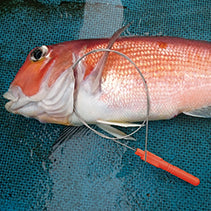 贝尔蒙特形状记忆合金新溪吉米线