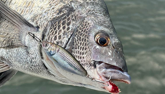 Little Jack Forma 勺子微型夹具